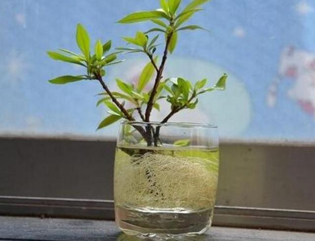 教你自制生根水,只需用它泡一下枝条,几天就能生根了