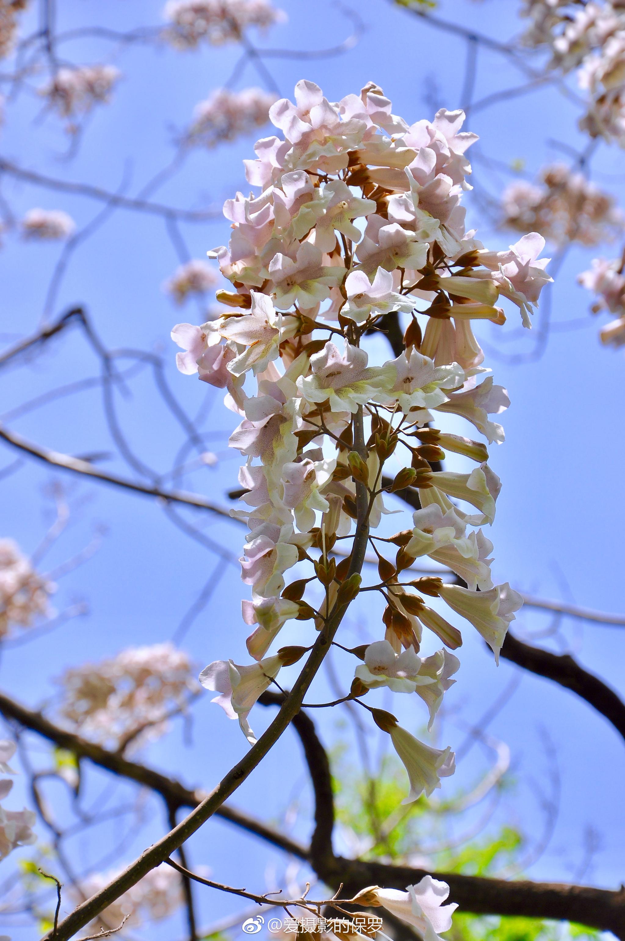 小景摄影·泡桐花开