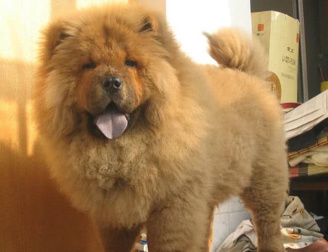 养一只松狮犬的真实体验大脑袋有大智慧只是它有时不愿理你