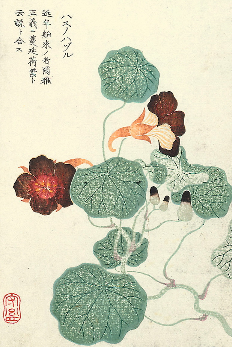 日本画师为《本草纲目》所绘配图——《本草通串证图》图一到团九