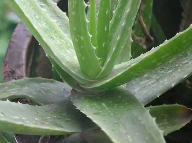 種這些花草植物，能去除家中90% 的有害因素