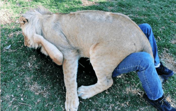 管理员见状不妙,赶紧跑过来抽了雄狮几鞭子,才将狮子和男子分开来.