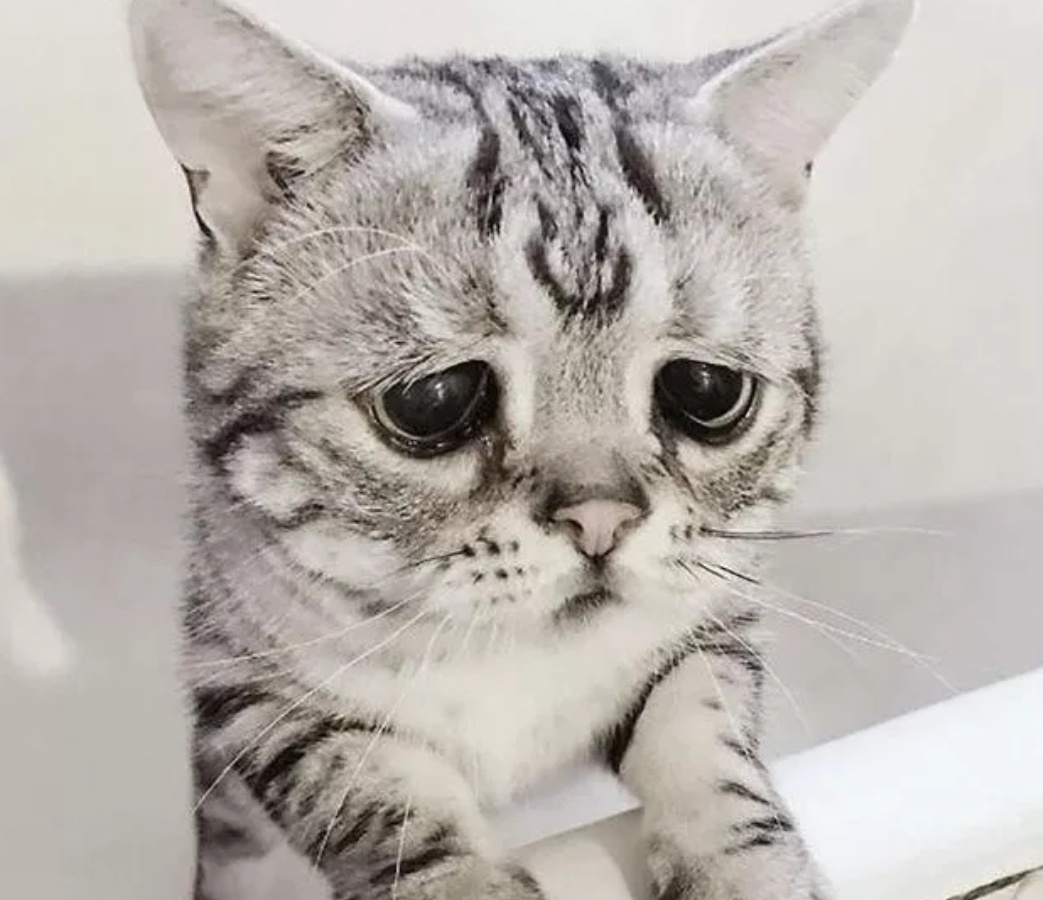 猫咪长了一副委屈脸,被称为"全世界最悲伤小猫",但还是可爱