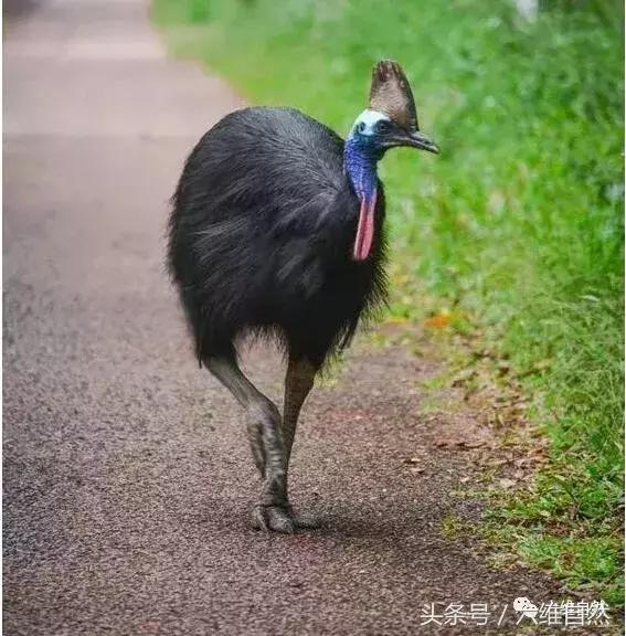 世界上最危险的鸟类,曾有军队都被警告要远离这种鸟