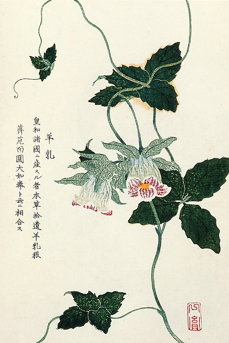 日本画师为《本草纲目》所绘配图——《本草通串证图》图一到团九