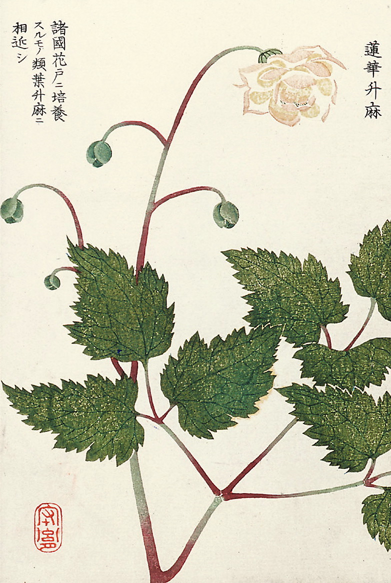 《本草通串证图》图一到图九分别是:旱金莲,富士黄芪,莲花升麻,朱草