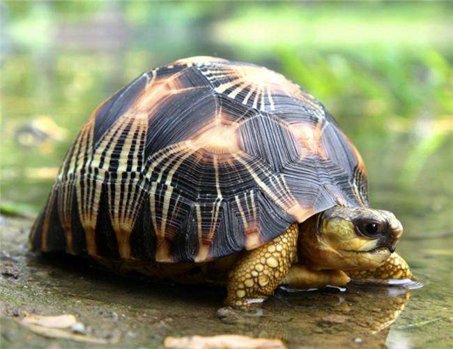 辐射陆龟典型特征:一个高高隆起的背甲,生有醒目漂亮放射状花纹,粗钝