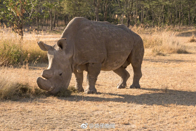 "苏丹",地球上最后一只雄性北方白犀牛离世