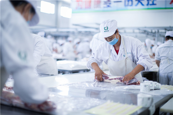 吃涮锅最爱终年放牧的锡盟羔羊肉,日行30公里,肉质鲜美多汁|羔羊|涮锅