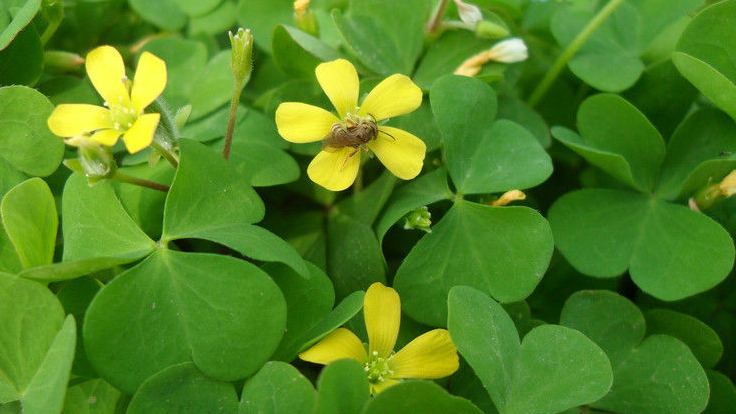 农村的酸叶草下面还有"水晶萝卜",你见过吗?很多人都不知道