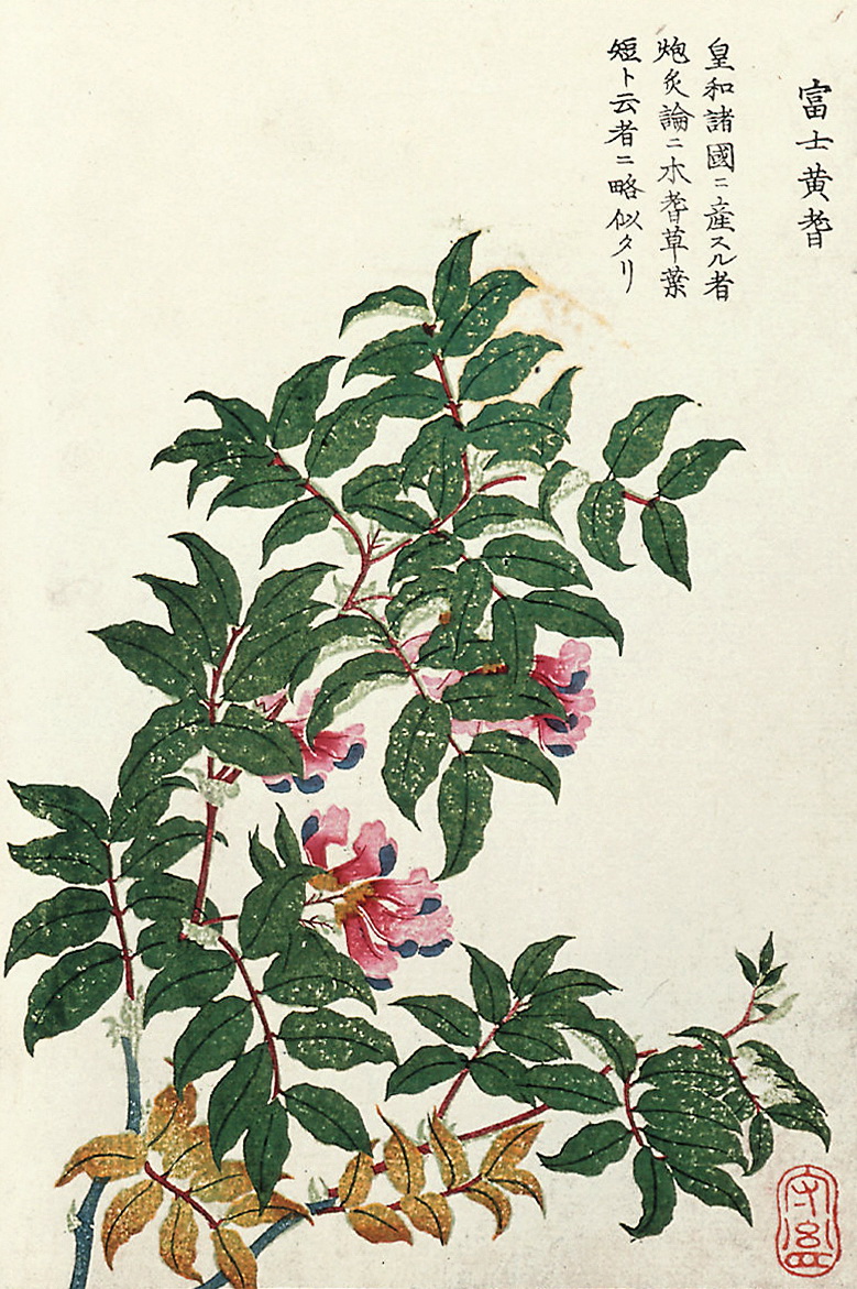 日本画师为《本草纲目》所绘配图——《本草通串证图》图一到团九