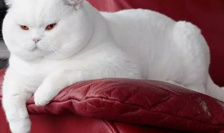 “十个橘猫九个胖”，你以为是说着玩？看过这家伙就懂了！