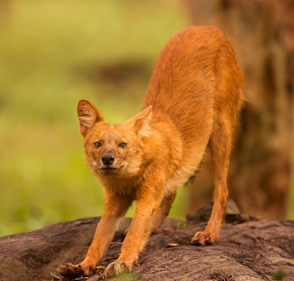 的很像狼,狗和狐狸,所以豺在不同的分布地也被称为印度野狗,亚洲野狗