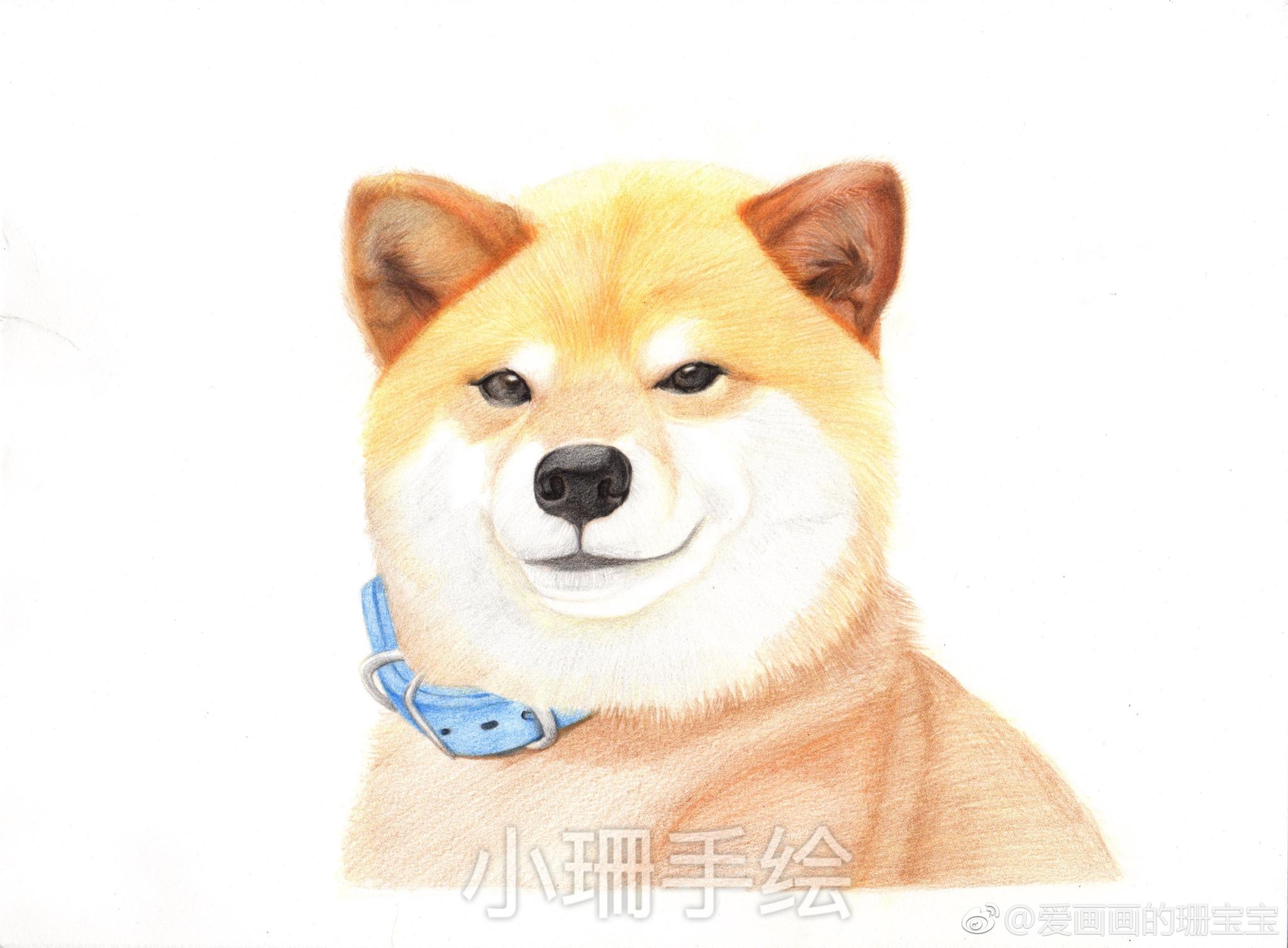 彩铅作品 柴犬 8