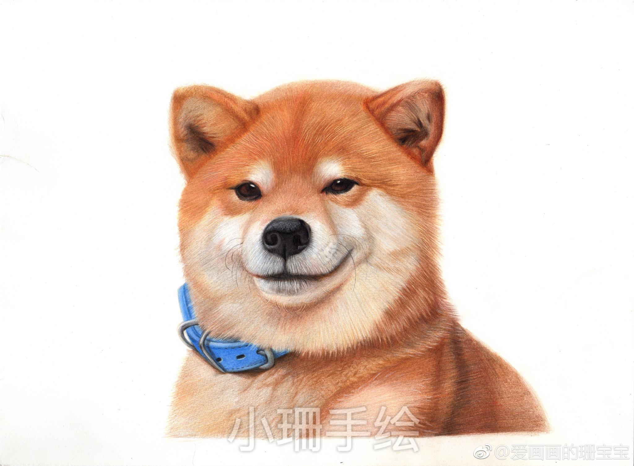 彩铅作品 柴犬 8|彩铅|柴犬|霹雳马_新浪新闻