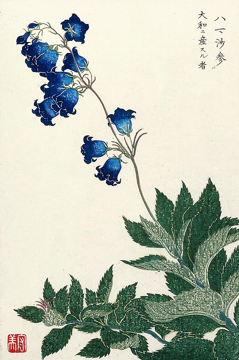 日本画师为《本草纲目》所绘配图——《本草通串证图》图一到团九