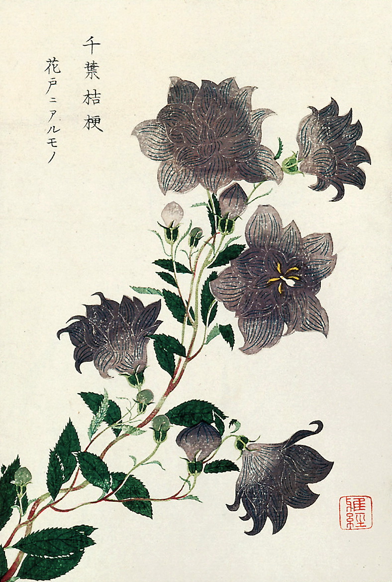 天地生本草，美而不自知|本草|旱金莲|升麻|羊乳|沙参_新浪新闻