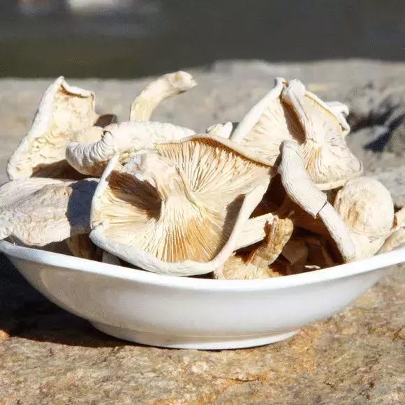 台蘑(台蘑怎么做好吃还简单)