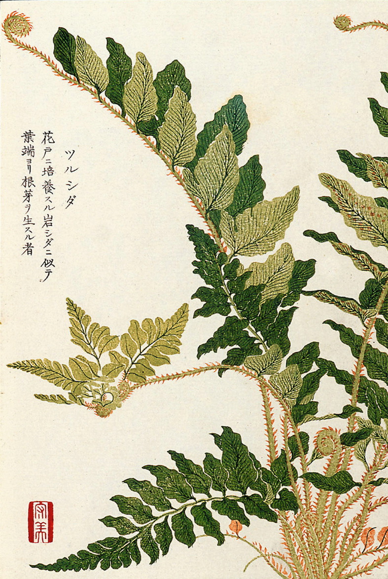 天地生本草，美而不自知|本草|旱金莲|升麻|羊乳|沙参_新浪新闻