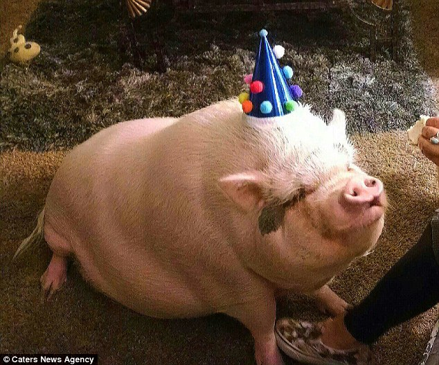 美女买了一只"迷你猪",六个月之后长到250斤,邻居报警