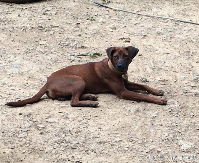 中华第一猎犬野性十足常被误认是土狗可惜频临灭绝
