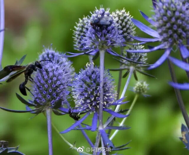 蓝色花境图文示例组合一组 喜欢请转发支持 蓝色花境图文示例组合一组 喜欢请转发支持