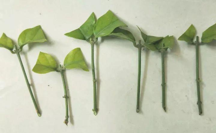 扦插的茉莉养不活给它套个塑料杯一个枝条长一盆