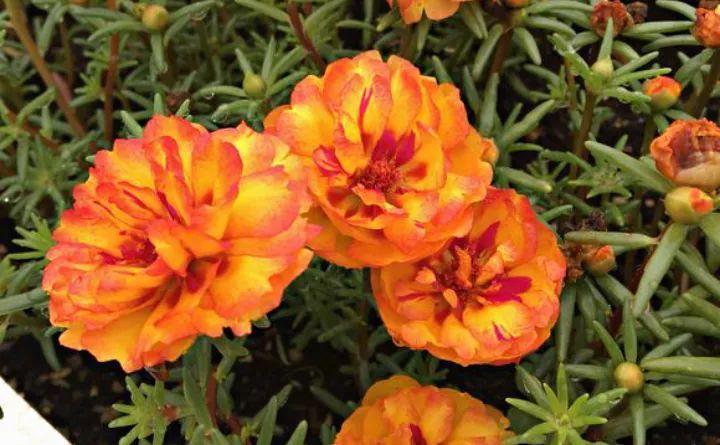 死不了花(死不了花的学名叫什么)