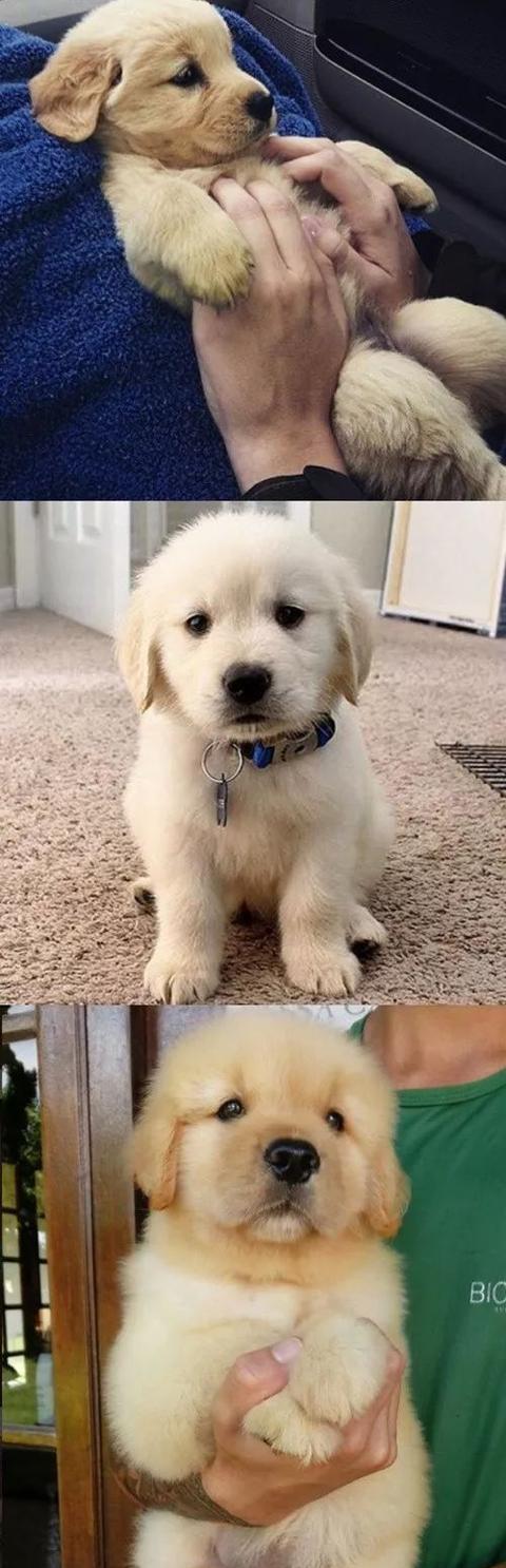 有一种狗叫金毛的小时候