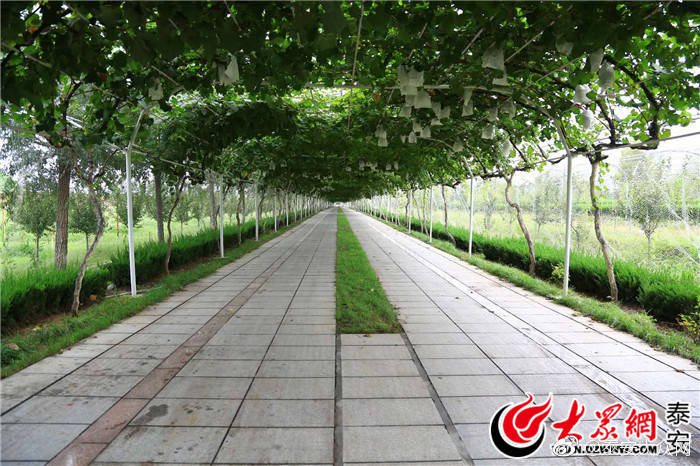 泰安曼华庄园:欧式风格为基调 一站式采摘休闲游