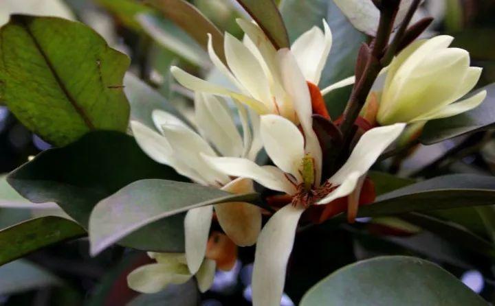 这6种佛教圣花家里养一盆省事又好看