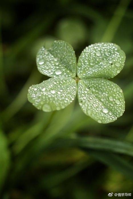 转走它  让它给你带来好运吧 67有人说  四叶草是幸福的象征  拥有