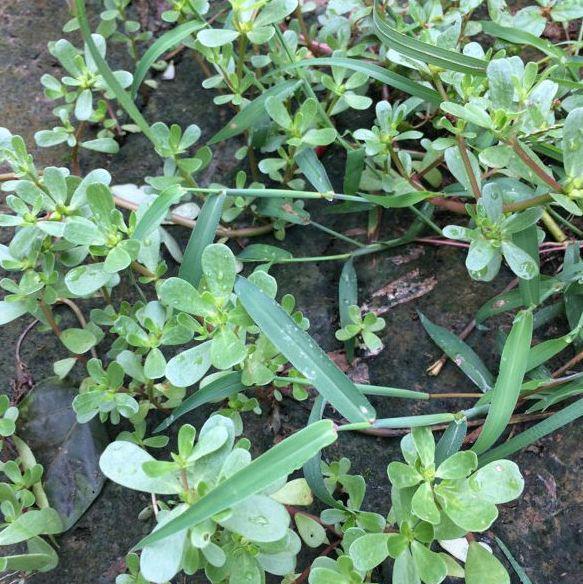 这菜夏天不懂吃怪可惜,做菜也做药,煎着吃特香,杀菌,清热解毒