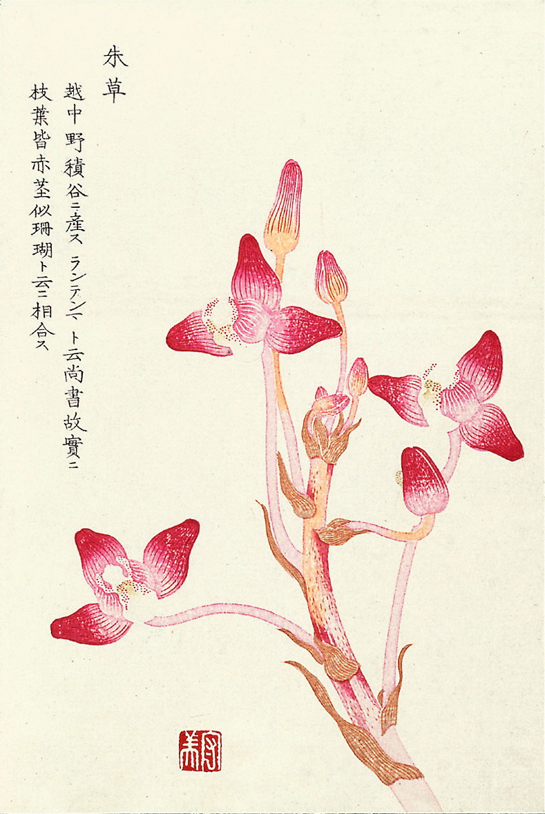 《本草通串证图》图一到图九分别是:旱金莲,富士黄芪,莲花升麻,朱草