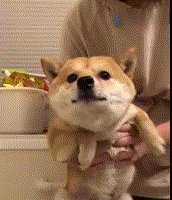 主人拍下小柴犬洗澡瞬间