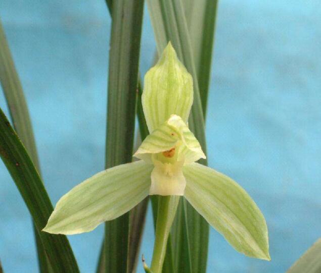 兰花被称为"花之君子",看起来特别的高雅,很符合东方人的审美标准