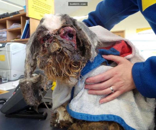 主管heidi jenner表示:"这只狗狗的毛是我看过最恐怖的,第一眼看它的