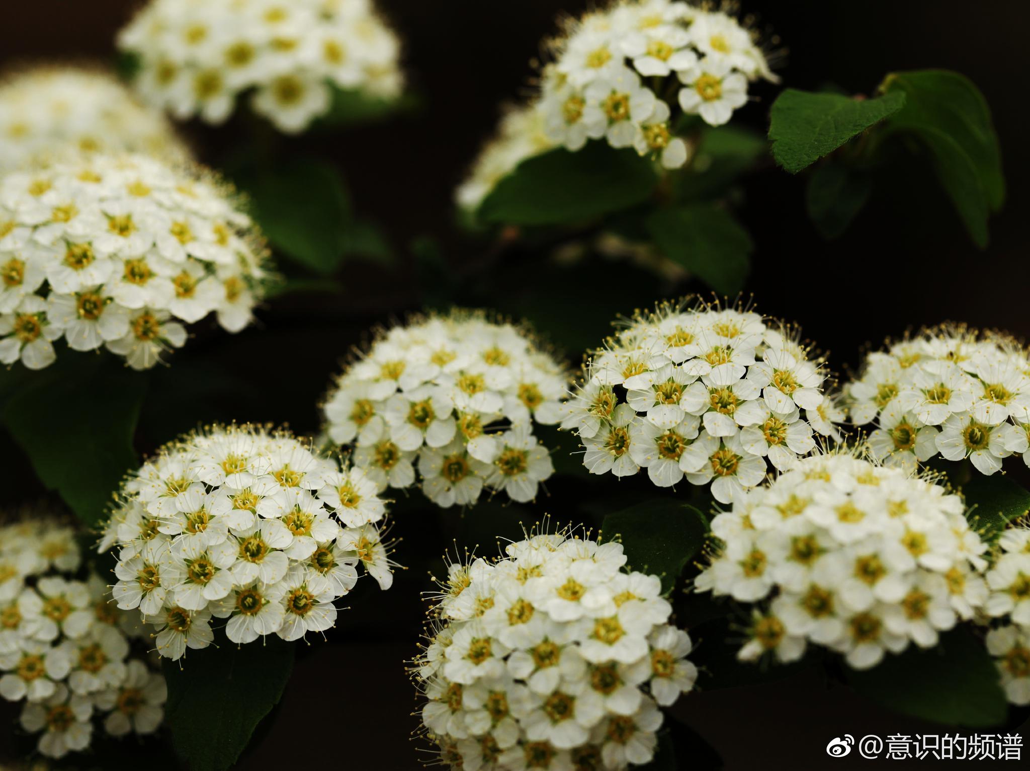 绣线菊|花语|斗志|绣线菊_新浪新闻