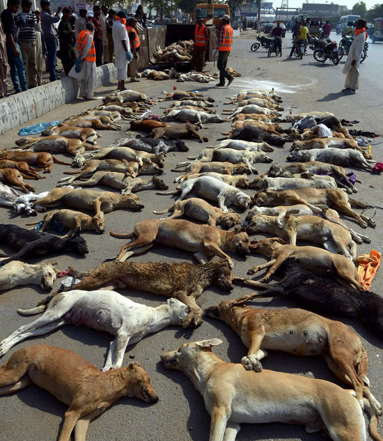 数千只狗狗被无辜杀害,被网友们纷纷谴责,背后真相令人发指