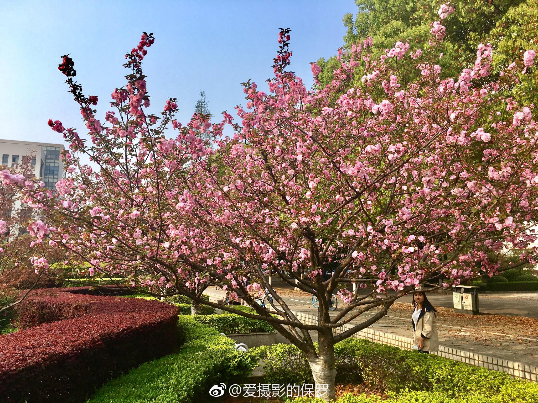 花卉摄影·日本晚樱繁花似锦就是你!(图片拍摄于湖北工业大学)