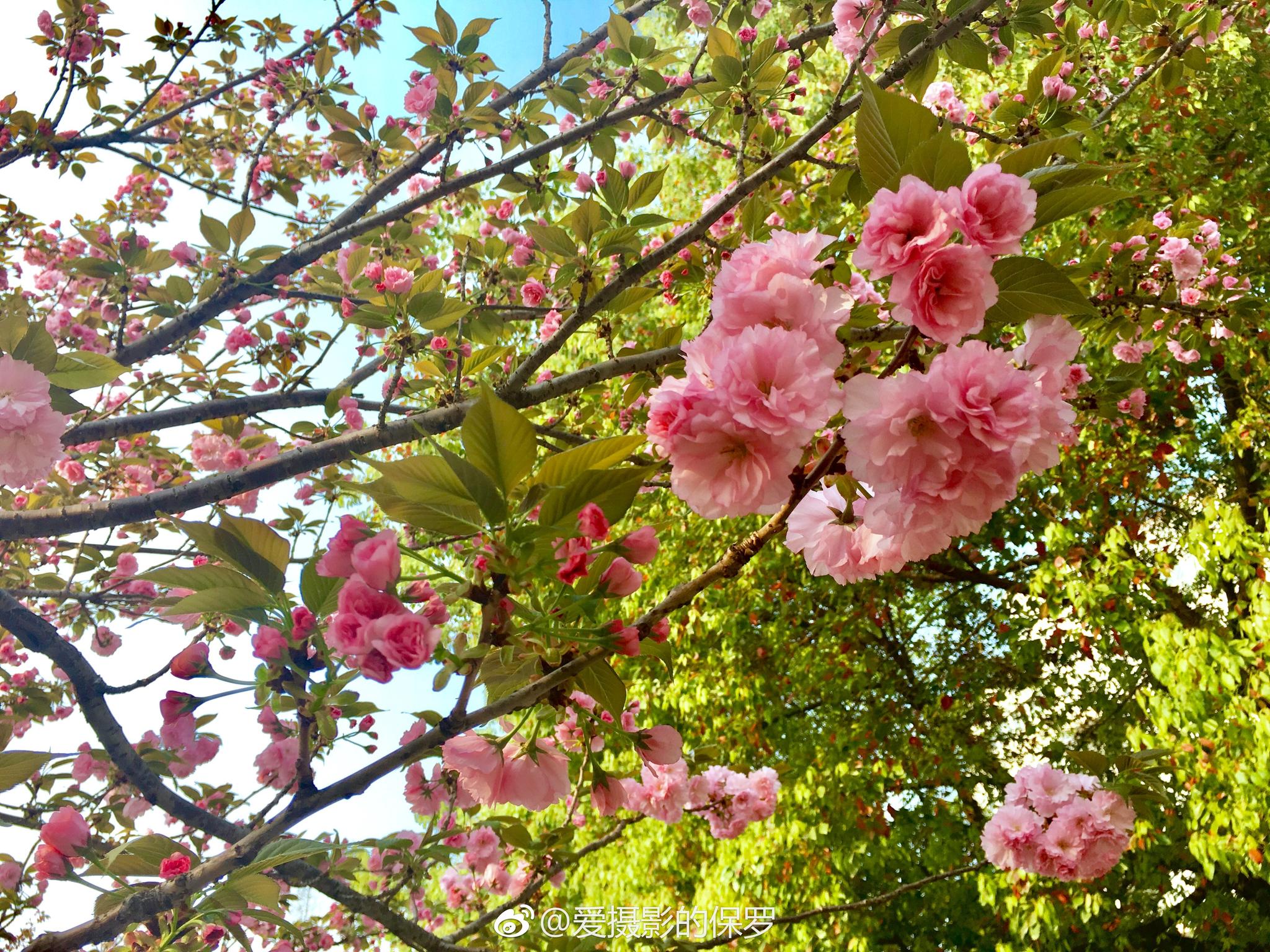 花卉摄影·日本晚樱繁花似锦就是你!(图片拍摄于湖北工业大学)