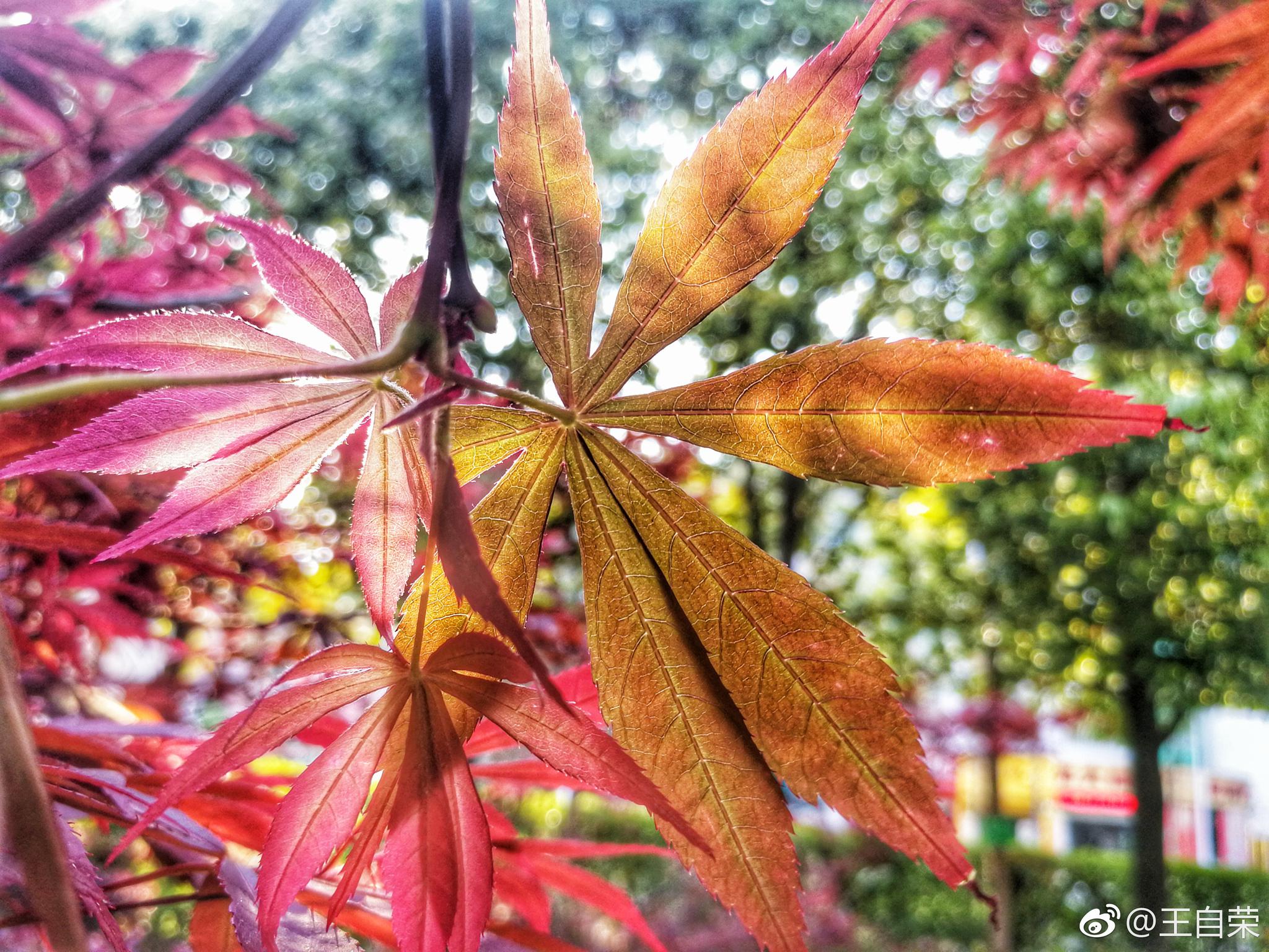 红枫仍红。|红枫_新浪新闻