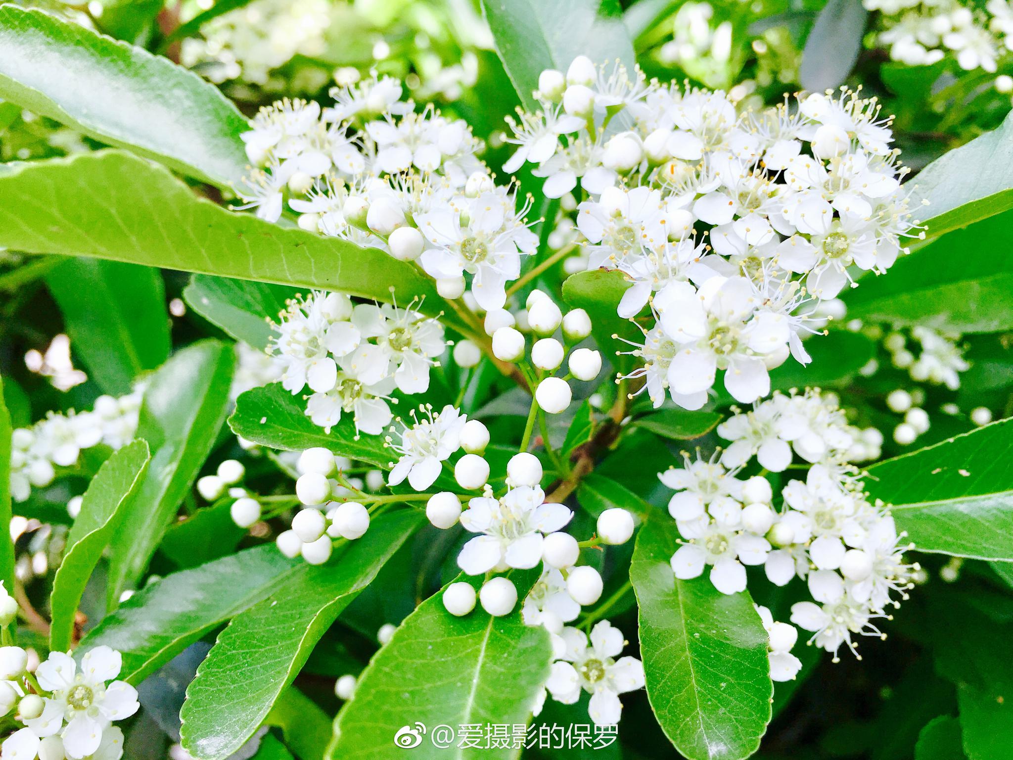 拉丁学名：Pyracantha fortuneana (Maxim|绿篱|拉丁|吉祥果|果实|学名_新浪新闻