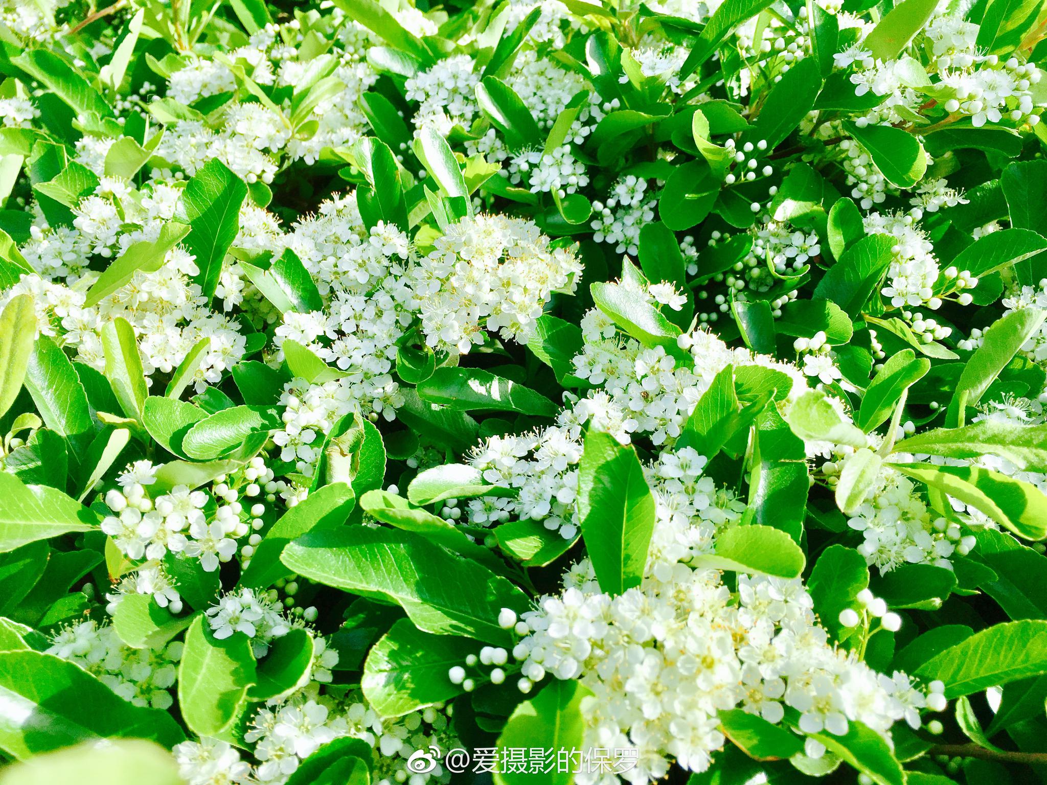 拉丁学名：Pyracantha fortuneana (Maxim