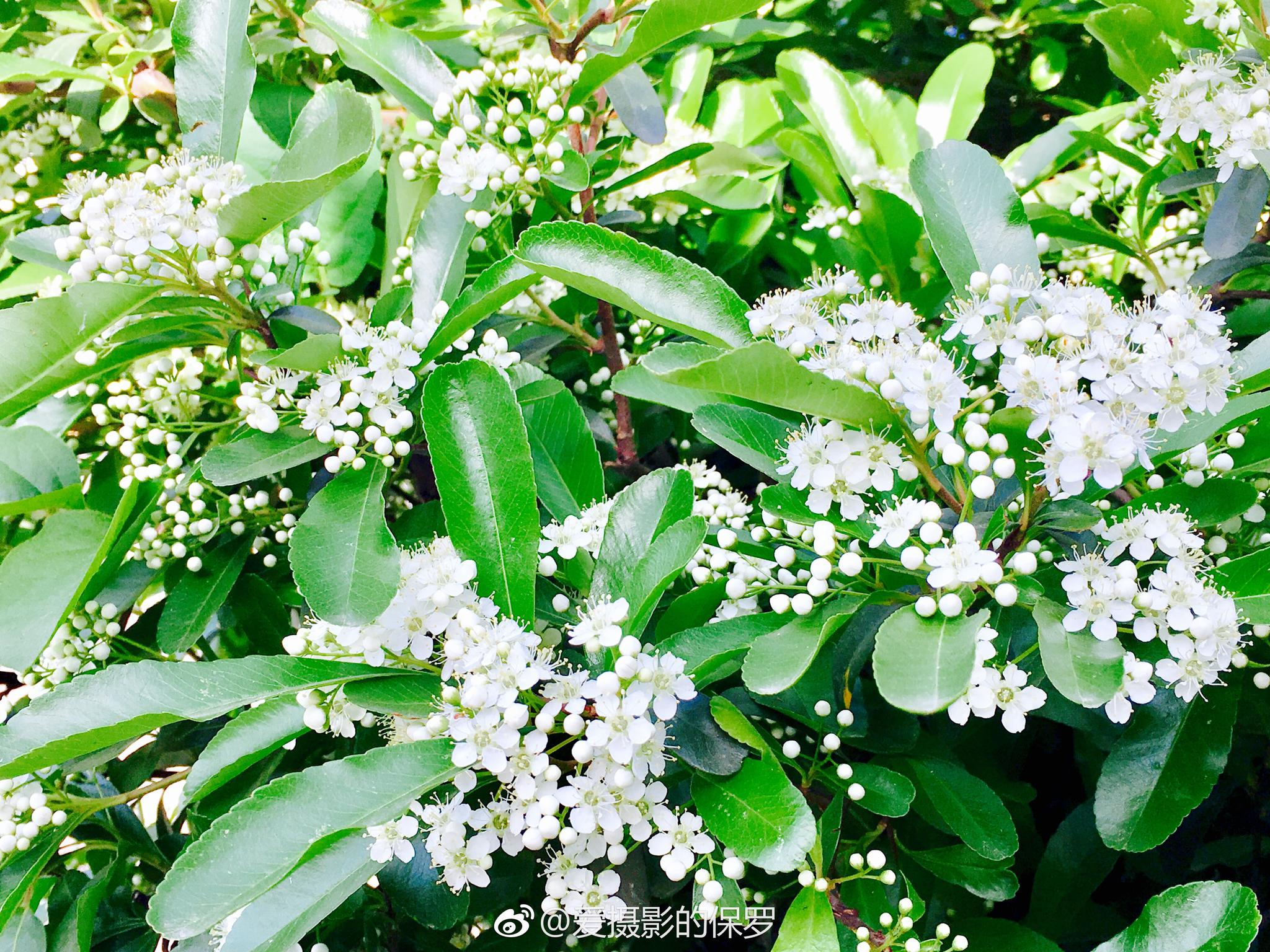 拉丁学名：Pyracantha fortuneana (Maxim