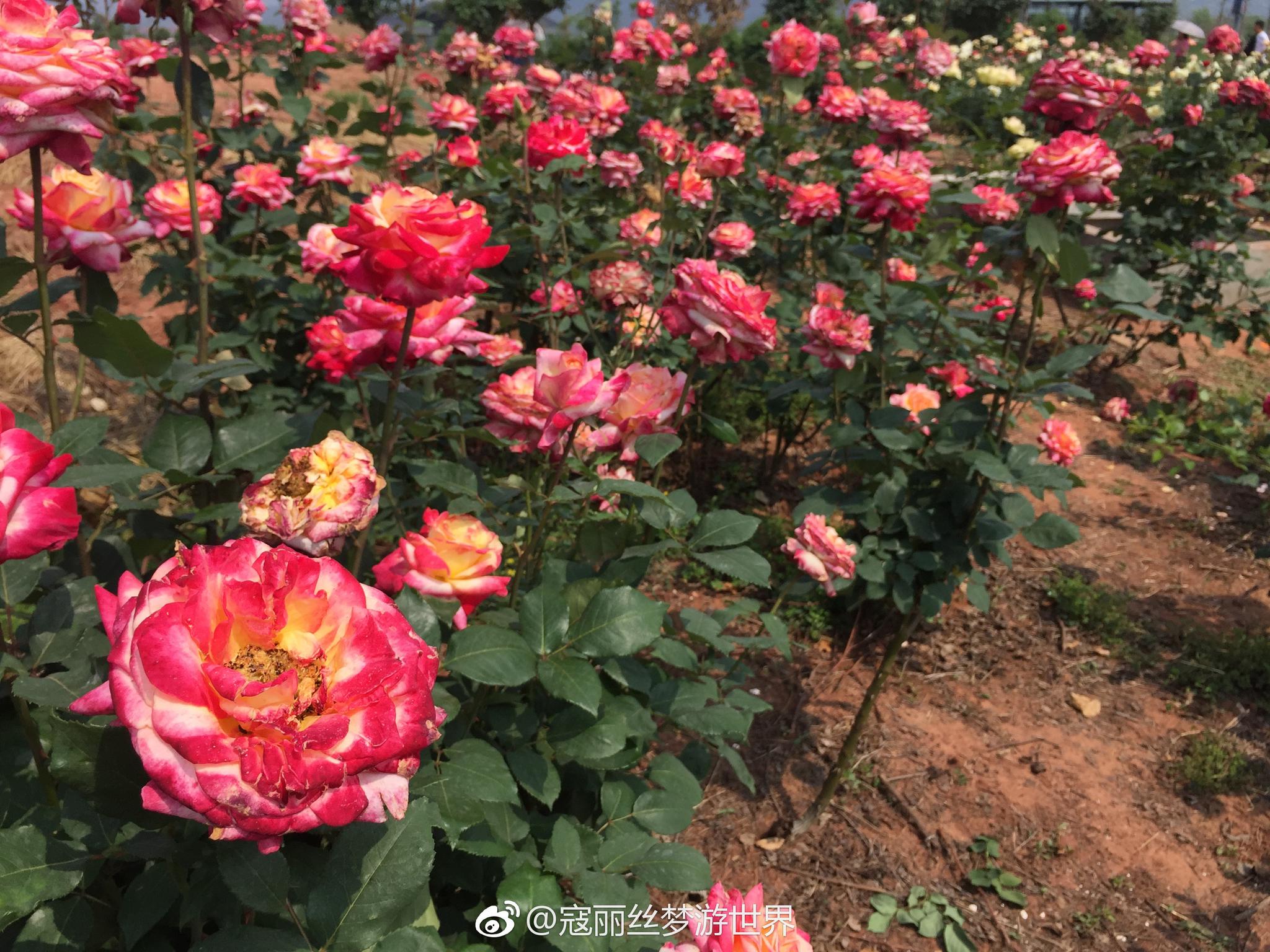 青白江福洪玫瑰谷,即将征服成都孃孃的新晋赏花点