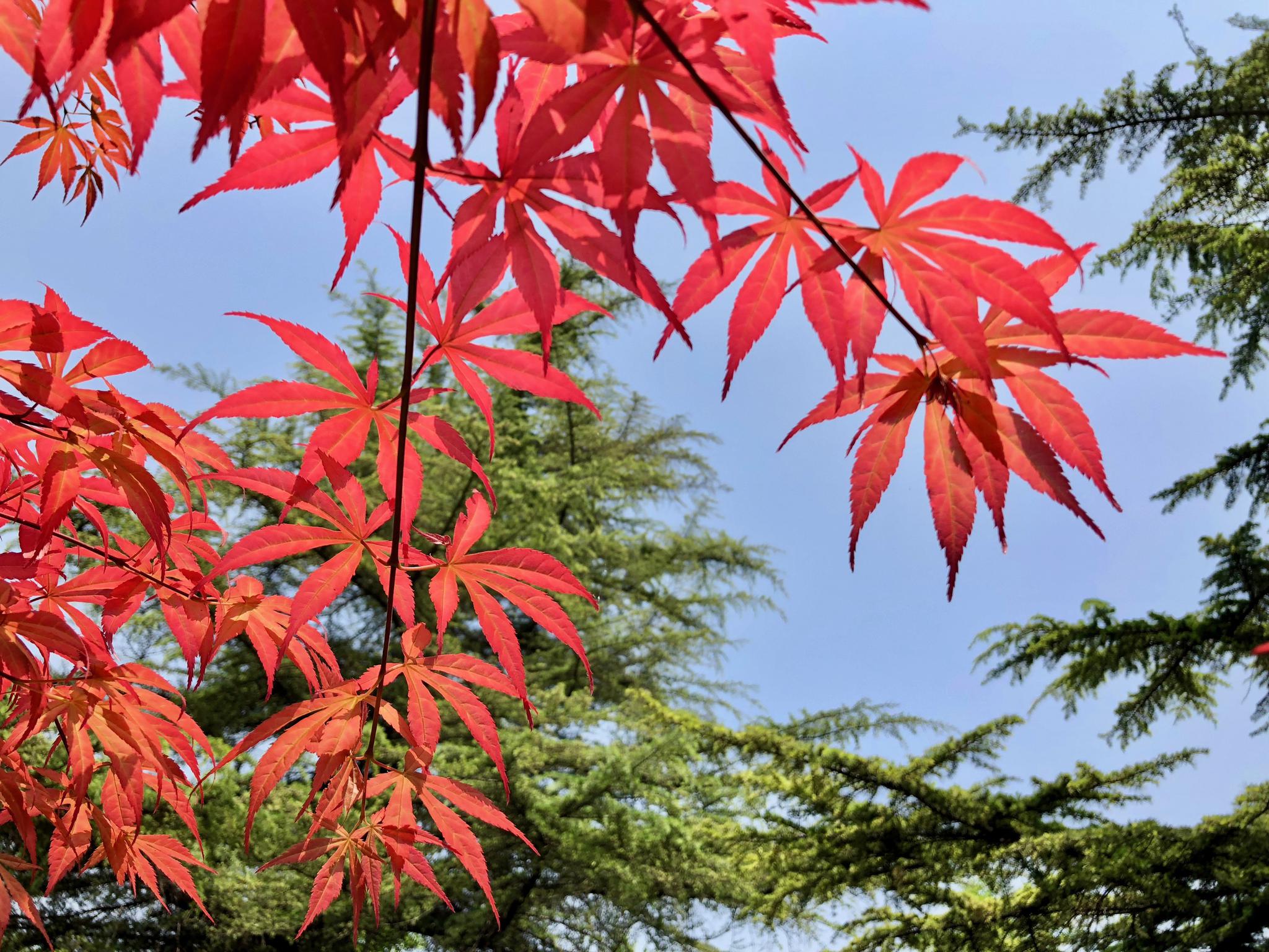 不只秋天,春天也可赏红叶(紫红鸡爪槭).清华大学107周年校庆