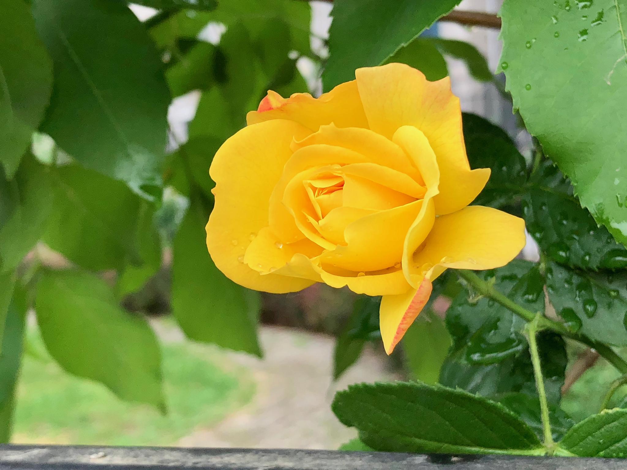 北京市花月季花雨后更靓丽.蔷薇科蔷薇属植物