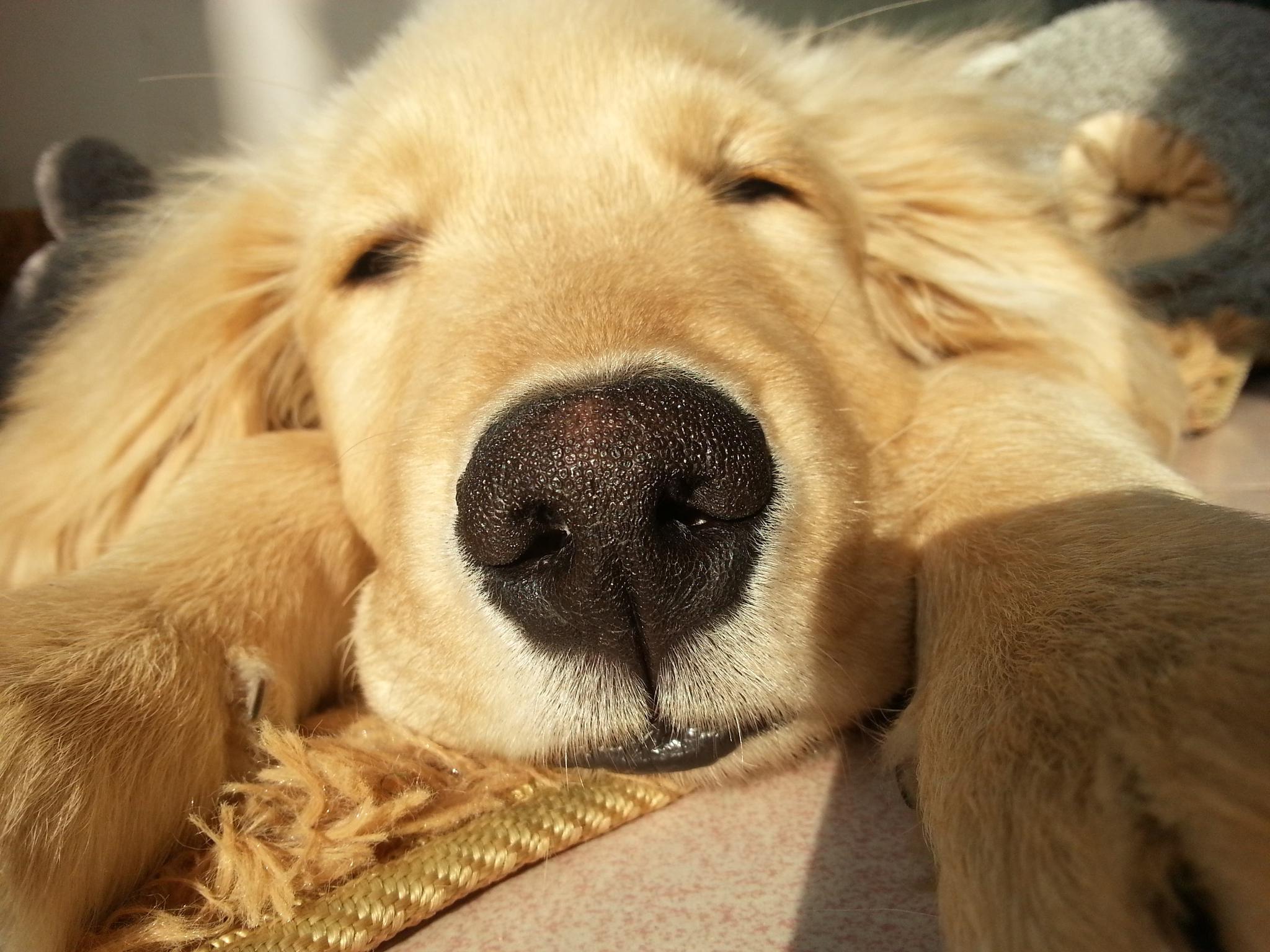 金毛|遛狗|狗狗_新浪新闻