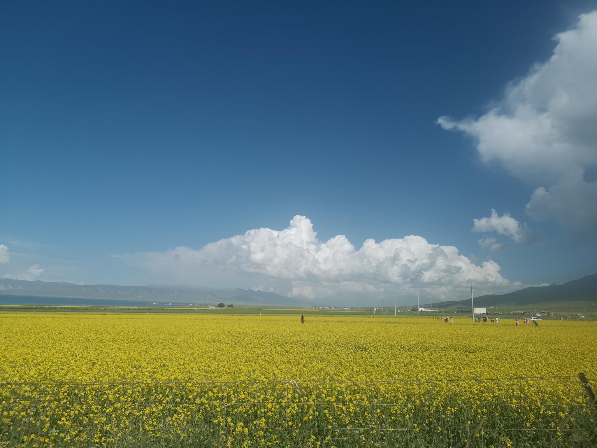 青海湖边的油菜花